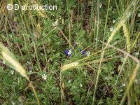 Pensée des champs Viola arvensis
